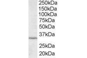 ABIN2563432 staining (2µg/ml) of HepG2 lysate (RIPA buffer, 35µg total protein per lane). (ING2 anticorps  (C-Term))