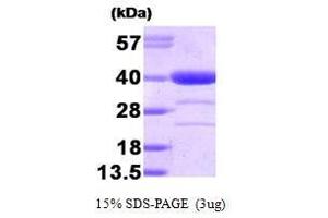 Alcohol Dehydrogenase (ADH) (AA 1-325) Protéine