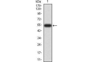 Western Blotting (WB) image for anti-14-3-3 alpha + beta (YWHAB) (AA 1-246) antibody (ABIN5906537) (YWHAB anticorps  (AA 1-246))