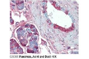Immunohistochemical staining of JAG1 using anti-Jagged-1 (human), mAb (J1G53-3)  in Pancreas, Acini and Duct (2. (JAG1 anticorps)