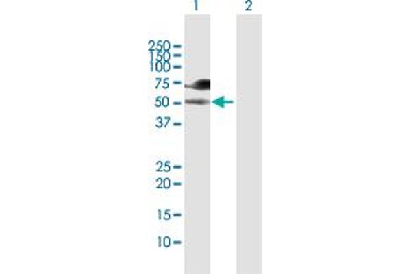 WASF3 anticorps  (AA 1-499)