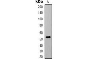 Western blot analysis of Alpha-tubulin (AcK40) expression in HeLa (A) whole cell lysates. (alpha Tubulin anticorps  (acLys40))