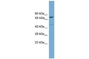 WB Suggested Anti-Trp73 Antibody Titration:  0. (Tumor Protein p73 anticorps  (N-Term))