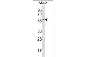 ES Antibody (C-term) (ABIN1536961 and ABIN2850080) western blot analysis in A549 cell line lysates (35 μg/lane). (ESAM anticorps  (C-Term))