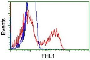 Flow Cytometry (FACS) image for anti-Four and A Half LIM Domains 1 (FHL1) antibody (ABIN1500974) (FHL1 anticorps)