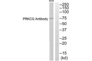 Western Blotting (WB) image for anti-Protein Kinase C, gamma (PRKCG) (Internal Region) antibody (ABIN1852723) (PKC gamma anticorps  (Internal Region))