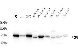 Western Blot analysis of various samples using PI 3 kinase p85 alpha Polyclonal Antibody at dilution of 1:1000. (PIK3R1 anticorps)