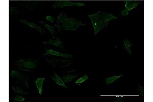 Immunofluorescence of monoclonal antibody to CD19 on HeLa cell. (CD19 anticorps  (AA 98-187))