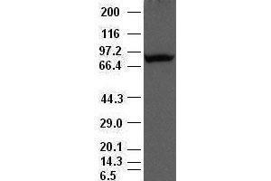 Western Blotting (WB) image for anti-Periostin (POSTN) (AA 1-230) antibody (ABIN1490615) (Periostin anticorps  (AA 1-230))