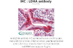 Image no. 2 for anti-Lactate Dehydrogenase A (LDHA) antibody (ABIN1724372) (Lactate Dehydrogenase A anticorps)