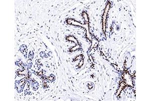 IHC testing of normal human breast stained with Progesterone receptor antibody (PR501). (Progesterone Receptor anticorps)
