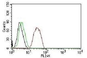 FACS testing of MCF-7 cells:  Black=cells alone (ESR2 anticorps  (C-Term))
