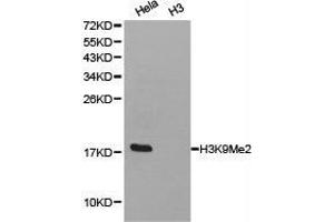 Western Blotting (WB) image for anti-Histone 3 (H3) (H3K9me2) antibody (ABIN1872998) (Histone 3 anticorps  (H3K9me2))
