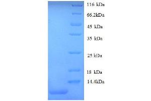 Growth-Regulated alpha (AA 29-96) protein (His tag) (CXCL1 Protein (AA 29-96) (His tag))