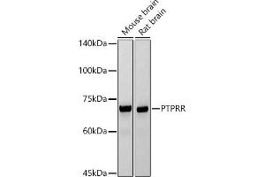 Western blot analysis of extracts of various cell lines, using PTPRR antibody (ABIN7269711) at 1:1000 dilution. (PTPRR anticorps)