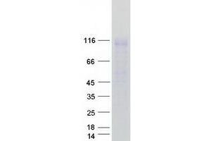 Validation with Western Blot (ENPP1 Protein (Myc-DYKDDDDK Tag))