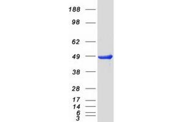 PRKAR2B Protein (Myc-DYKDDDDK Tag)