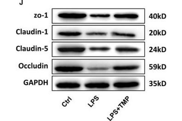 Occludin anticorps  (AA 263-522)