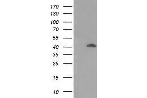 Western Blotting (WB) image for anti-DnaJ (Hsp40) Homolog, Subfamily B, Member 1 (DNAJB1) antibody (ABIN1498735) (DNAJB1 anticorps)