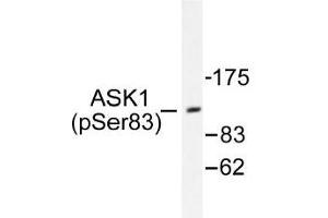 Image no. 1 for anti-Mitogen-Activated Protein Kinase Kinase Kinase 5 (MAP3K5) (pSer83) antibody (ABIN317961) (ASK1 anticorps  (pSer83))
