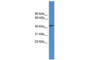 TAAR5 antibody used at 0. (TAAR5 anticorps  (Middle Region))