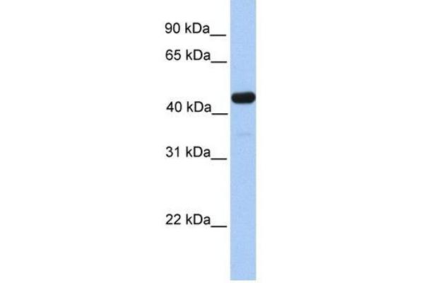 GAL3ST3 anticorps  (C-Term)