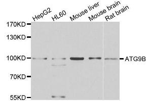 Western blot analysis of extracts of various cell lines, using ATG9B antibody. (ATG9B anticorps  (AA 715-924))