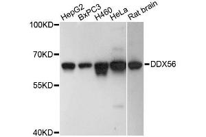 Western blot analysis of extracts of various cell lines, using DDX56 antibody (ABIN5996684) at 1:3000 dilution. (DDX56 anticorps)