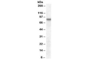 Western blot testing of human cerebral cortex lysate with SCARB2 antibody at 0. (SCARB2 anticorps)
