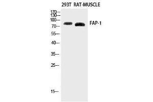 Western Blot analysis of Rat muscle, 293T using FAP Polyclonal Antibody at dilution of 1:2000. (FAP anticorps)