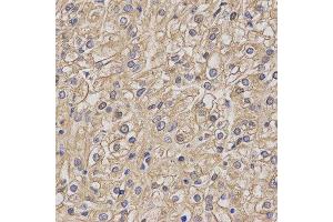 Immunohistochemistry (IHC) image for anti-Myelin Oligodendrocyte Glycoprotein (MOG) antibody (ABIN1876541) (MOG anticorps)