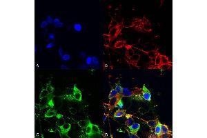 Immunocytochemistry/Immunofluorescence analysis using Mouse Anti-AMIGO-1 Monoclonal Antibody, Clone S86-36 (ABIN2483801). (AMIGO1 anticorps  (AA 554-574) (Atto 390))