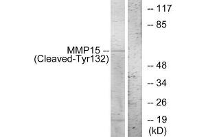 Western blot analysis of extracts from COS-7 cells, treated with etoposide (25uM, 1hour), using MMP15 (Cleaved-Tyr132) antibody. (MMP15 anticorps  (Cleaved-Tyr132))