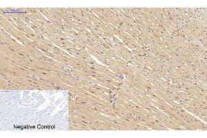 Immunohistochemical analysis of paraffin-embedded rat heart tissue. (SYN1 anticorps)