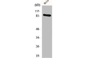 Western Blot analysis of HeLa cells using HSP90A Polyclonal Antibody (HSP9AA1 (C-Term) anticorps)