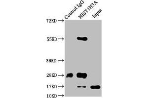 Immunoprecipitating HIST1H3A in Hela whole cell lysate Lane 1: Rabbit control IgG instead of ABIN7139614 in Hela whole cell lysate. (HIST1H3A anticorps  (pSer10))