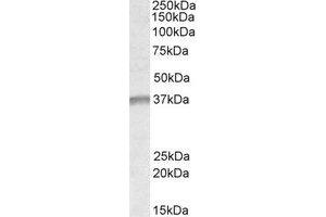 Western Blotting (WB) image for anti-Undifferentiated Embryonic Cell Transcription Factor 1 (UTF1) (Internal Region) antibody (ABIN2464571) (UTF1 anticorps  (Internal Region))