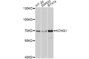 Western blot analysis of extracts of various cell lines, using KCNQ1 antibody (ABIN5971201) at 1/1000 dilution. (KCNQ1 anticorps)