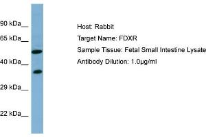 Host: RabbitTarget Name: FDXRAntibody Dilution: 1. (Ferredoxin Reductase anticorps  (N-Term))