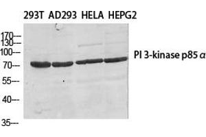 Western Blot analysis of various cells using PI 3-kinase p85β Polyclonal Antibody diluted at 1:500. (PIK3R2 anticorps)