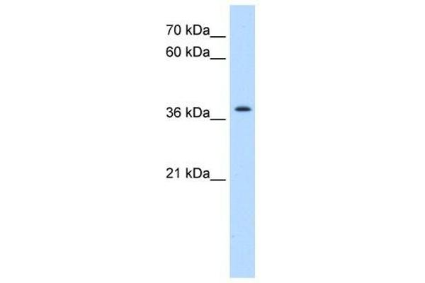 TMEM30A anticorps  (N-Term)