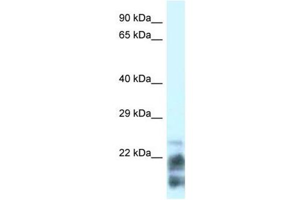 MDP1 anticorps  (N-Term)