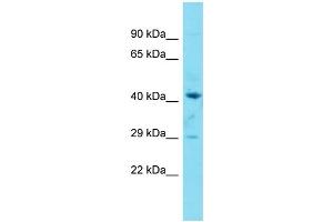 Host:  Rabbit  Target Name:  Ptges2  Sample Type:  Mouse Spleen lysates  Antibody Dilution:  1. (PTGES2 anticorps  (Middle Region))