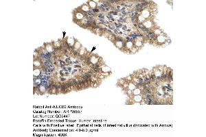 Human Intestine (NUCB2 anticorps  (Middle Region))