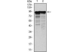 Western Blotting (WB) image for anti-Neurofilament, Light Polypeptide (NEFL) antibody (ABIN1108417) (NEFL anticorps)