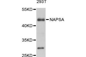 Western blot analysis of extracts of 293T cells, using NAPSA antibody (ABIN5998306) at 1/1000 dilution. (NAPSA anticorps)