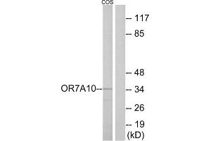 Western blot analysis of extracts from COS-7 cells, using OR7A10 antibody. (OR7A10 anticorps  (C-Term))