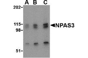 Western Blotting (WB) image for anti-Neuronal PAS Domain Protein 3 (NPAS3) (N-Term) antibody (ABIN1031490) (NPAS3 anticorps  (N-Term))