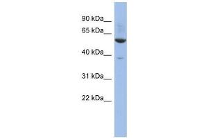 ZNF783 antibody used at 0. (ZNF783 anticorps  (Middle Region))