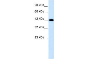 Western Blotting (WB) image for anti-Purinergic Receptor P2X, Ligand Gated Ion Channel 2 (P2RX2) antibody (ABIN2461161) (P2RX2 anticorps)